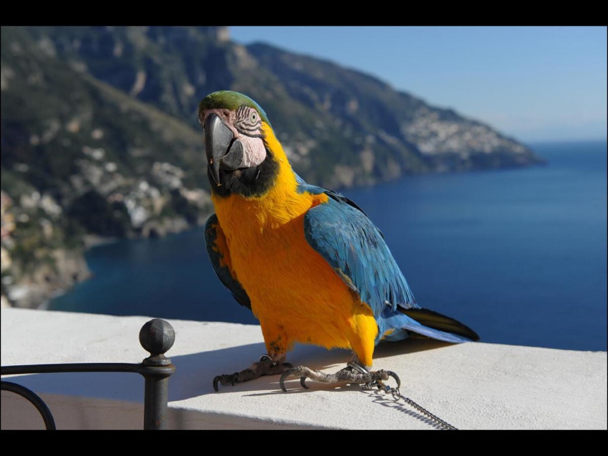 Villa Briganti Seaview Terrace Positano Zewnętrze zdjęcie